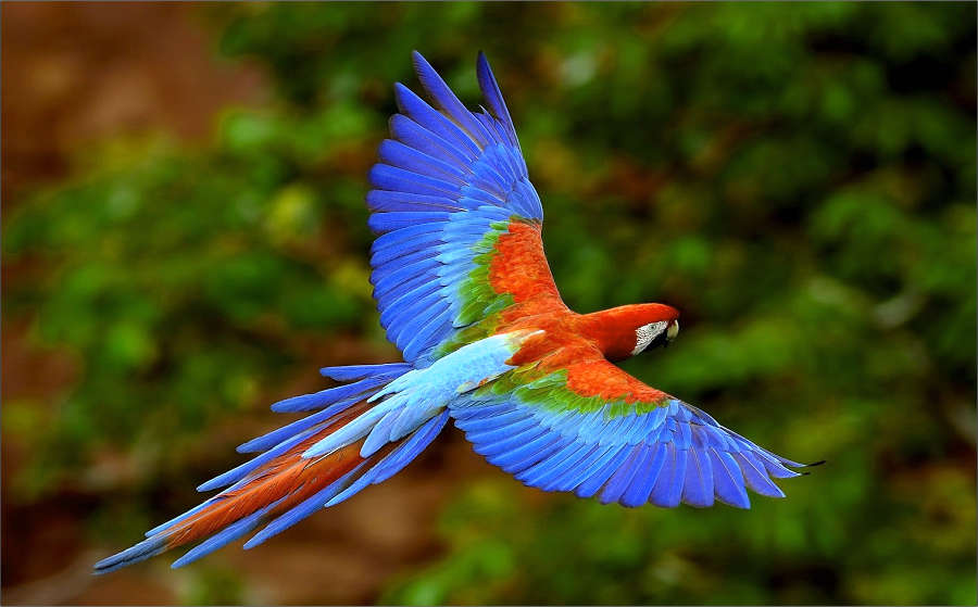 La PWLF supporte le Ara Project - Parrot Wildlife Foundation