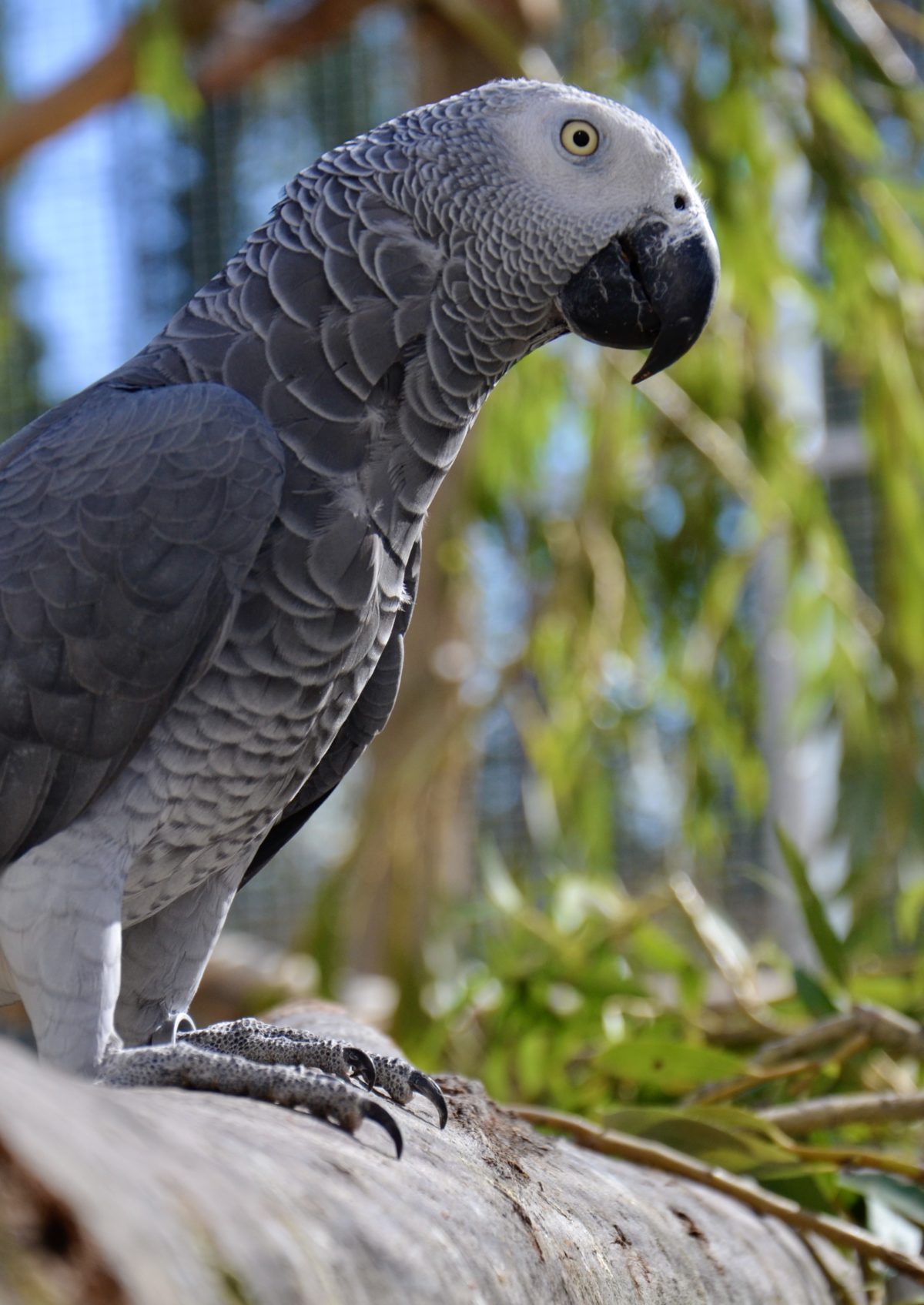 Les Gris du Gabon au centre de conservation de la PWLF Parrot Wildlife Foundation
