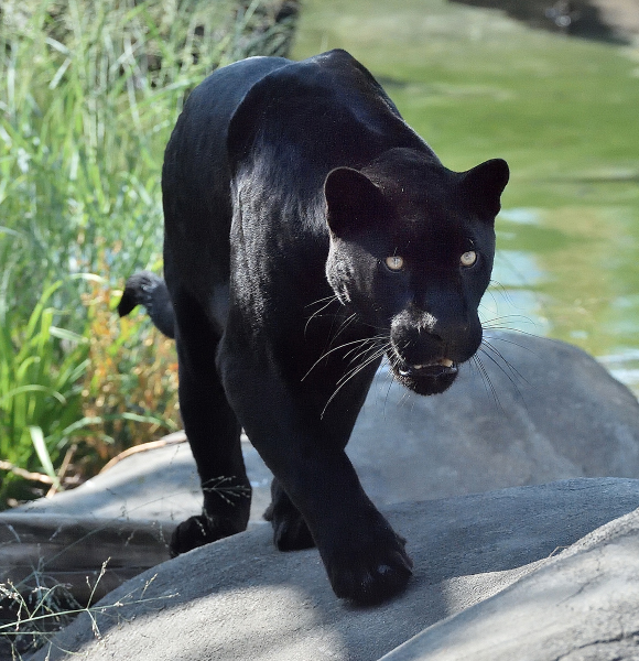 JAGUAR PARROT WORLD_web