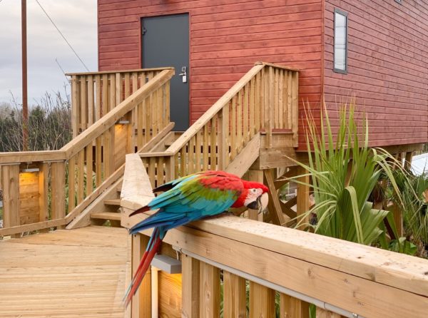 perroquet lodge village parrot world