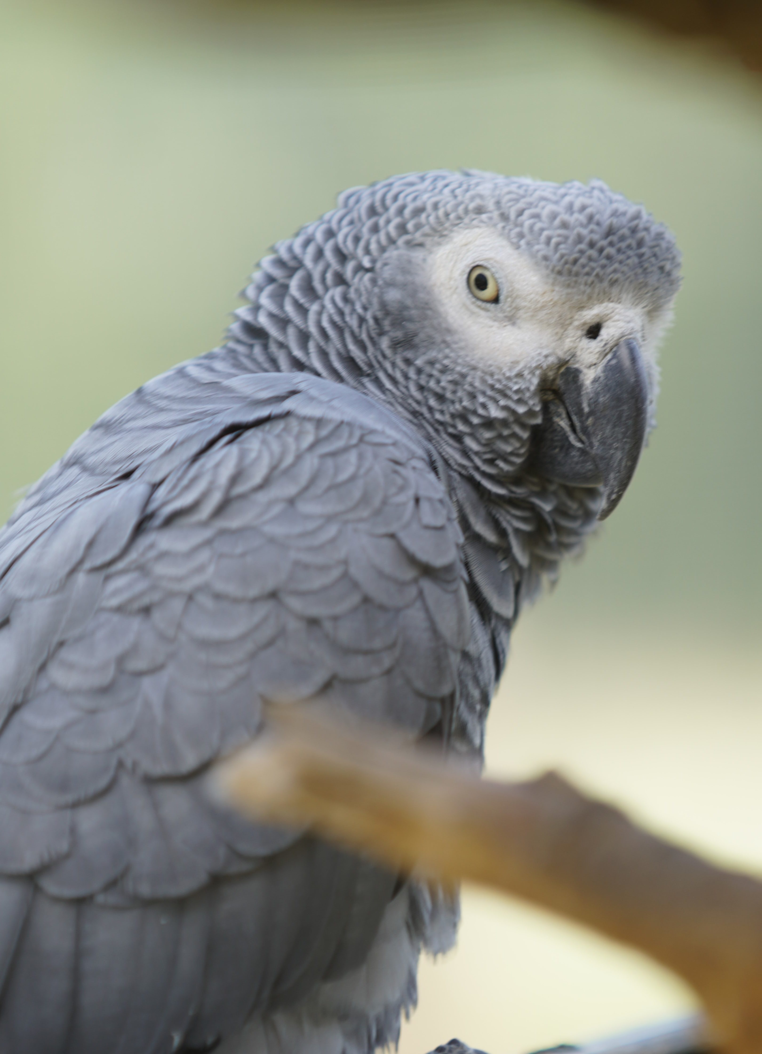 Perroquet Gris du Gabon