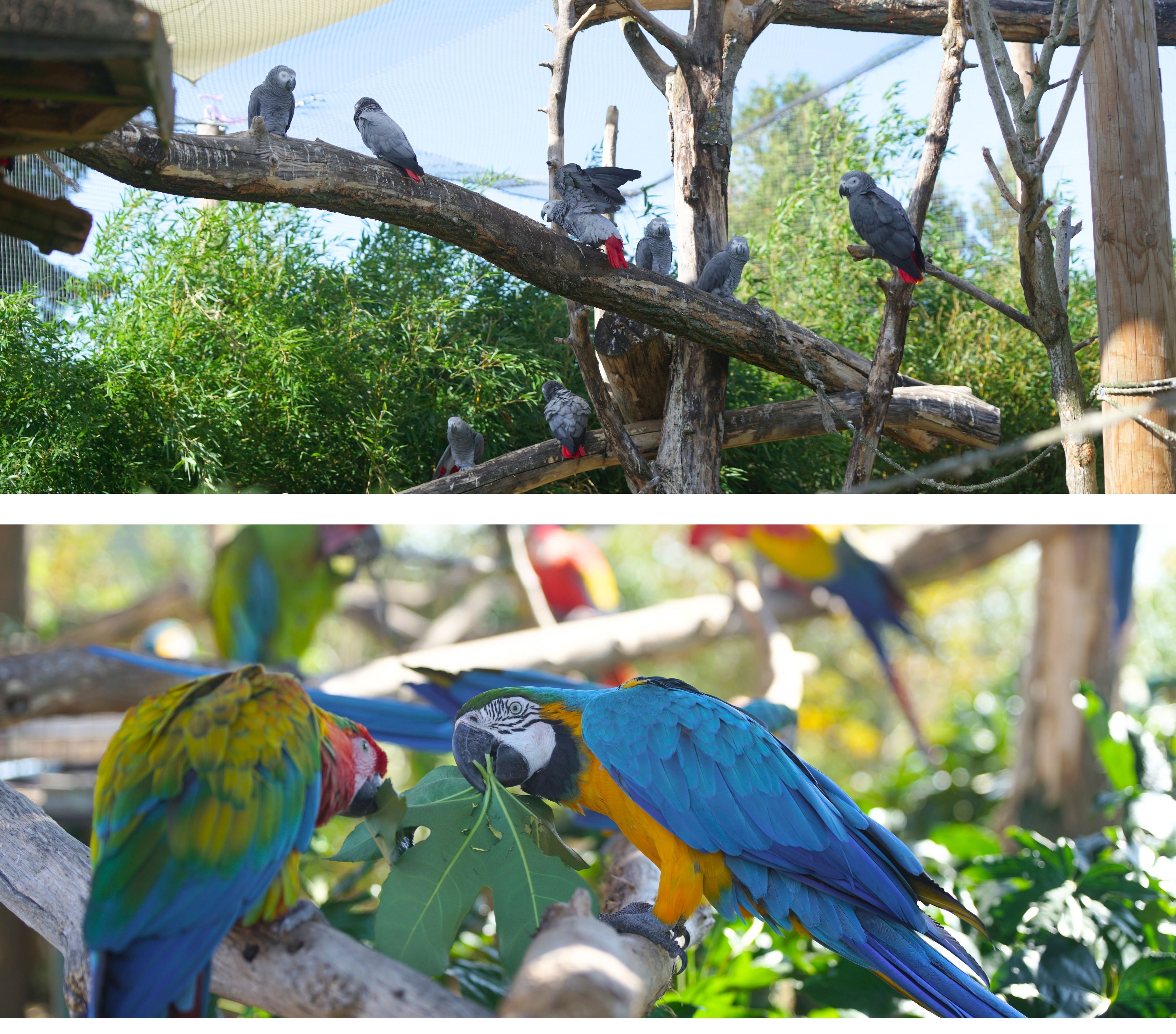 Perroquets parrot wildlife fondation