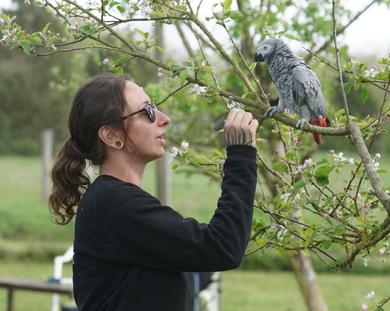 Volière récréative parrot wildlife fondation