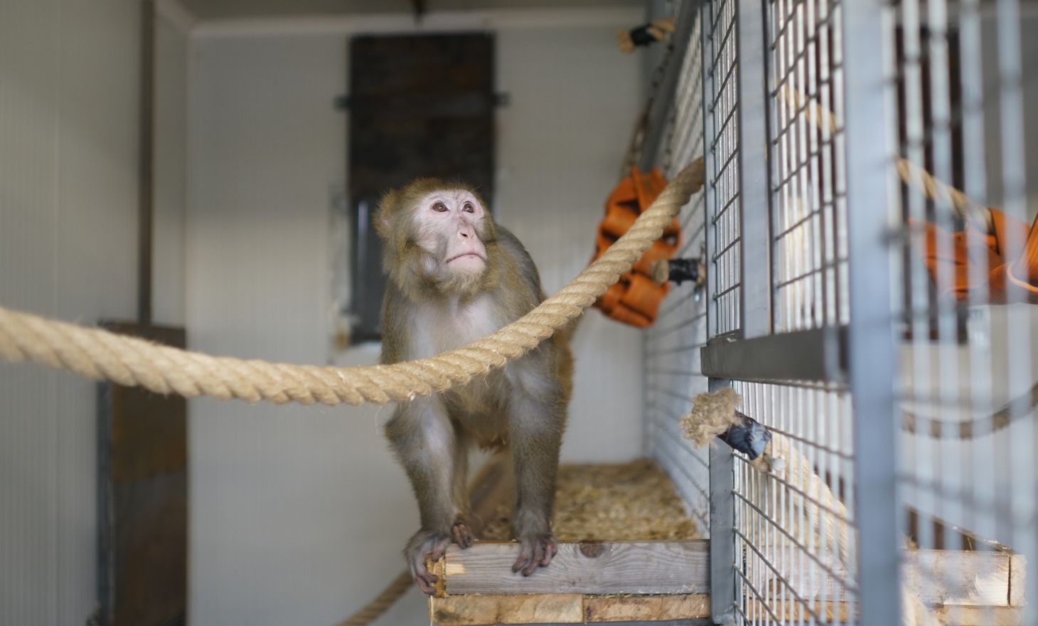 Plateformes et cordages d’enrichissement dans l’enclos des macaques rhésus