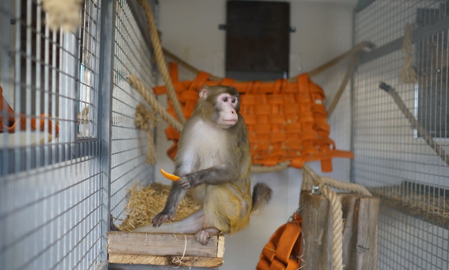 Plateformes et cordages d’enrichissement dans l’enclos des macaques rhésus