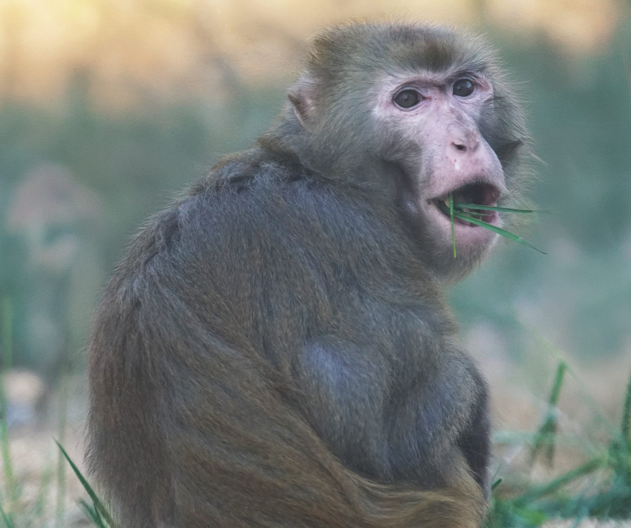 Macaque rhésus assis au calme dans son sanctuaire végétalisé