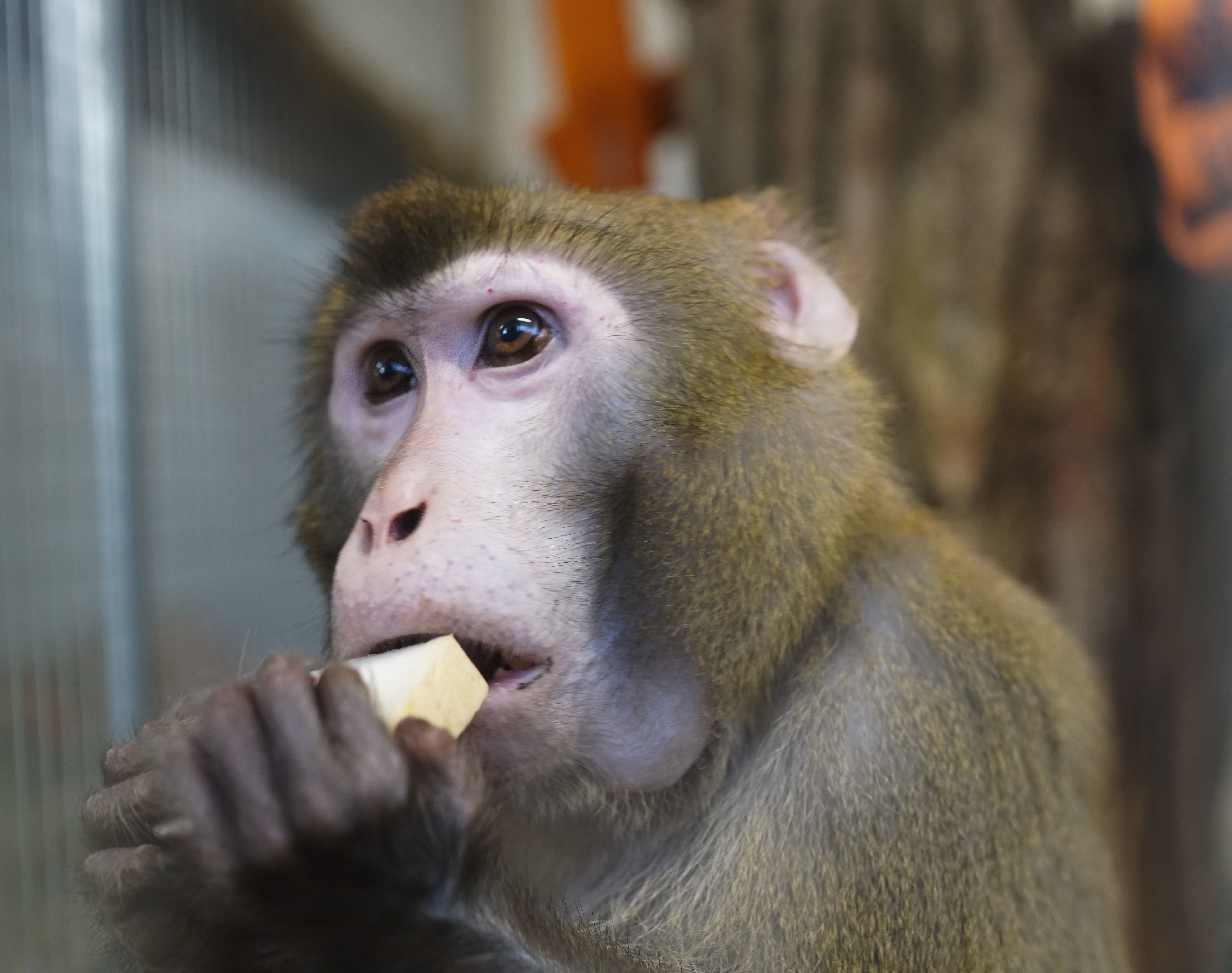 Quatre macaques rhésus sauvés de l’euthanasie par la Parrot Wildlife Foundation