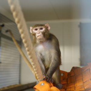Dylan, macaque rhésus rescapé de laboratoire
