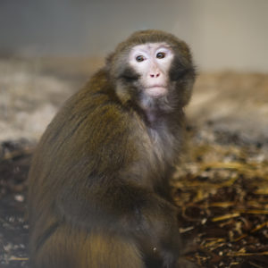 Louise, macaque rhésus rescapé de laboratoire