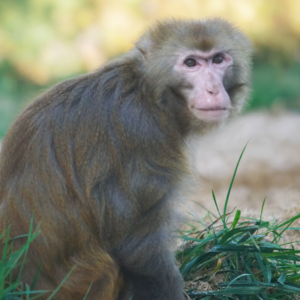 Router, macaque rhésus rescapé de laboratoire