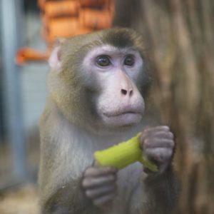 Vendetta, macaque rhésus rescapé de laboratoire