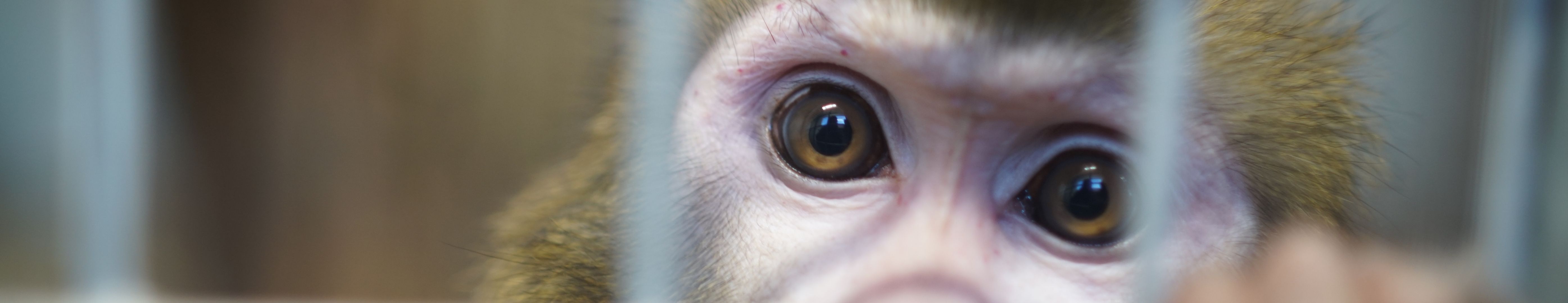 Sanctuaire des macaques de PWLF entouré de végétation à Crécy-la-Chapelle
