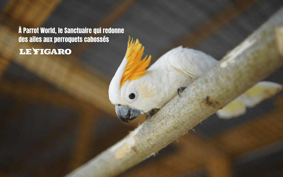 Le figaro article sur le sanctuaire de la PWLF